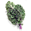 Kale Seeds - Red Russian - Brassica napus var. pabularia