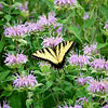 Wild Bergamot Seeds - Monarda fistulosa