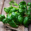 Basil Seeds - Sweet Basil - Ocimum basilicum