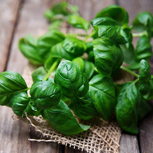 Basil Seeds - Sweet Basil - Ocimum basilicum