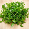 Curled Cress Seeds - Garden Cress - Pepper Cress - Lepidium sativum