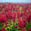 Amaranth Seeds - Red Garnet - Amaranthus tricolor