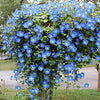 Morning Glory Seeds - Clarke's Heavenly Blue - Ipomea tricolor