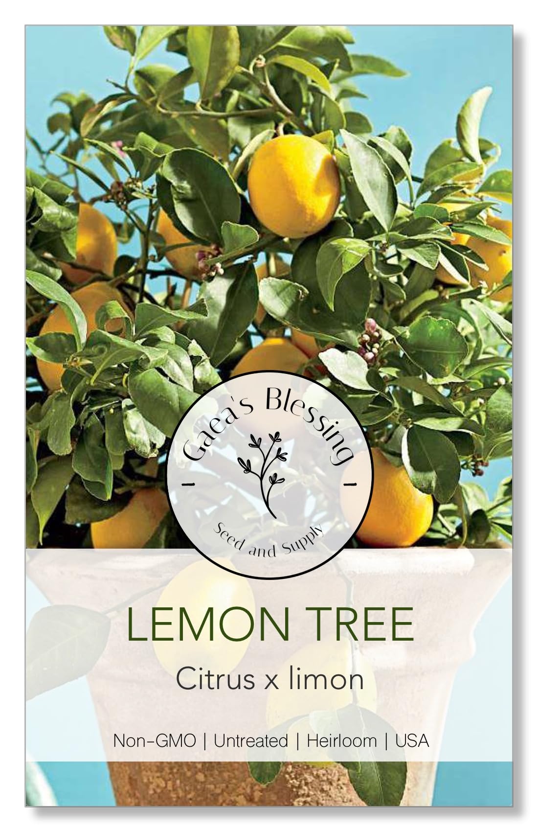 Lemon Tree Seeds - Dwarf Lemon - Citrus limon
