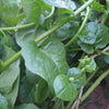 Malabar Spinach Seeds - Basella alba