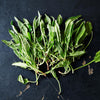 Sorrel Herb Seeds - French - Rumex acetosa
