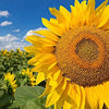 Sunflower Seeds - Heirloom Mammoth Grey Stripe - Helianthus annus