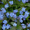 Forget Me Not Flower - French Woodlands - Myosotis Sylvatica