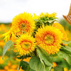 Sunflower Seeds - Dwarf Sungold Double - Teddy Bear - Helianthus annuus