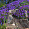 Aubrieta Seeds - Rockcress Seeds - Aubrieta deltoidea