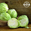 Cabbage Seeds - Copenhagen Market Early Cabbage - Brassica olearacea