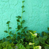 Malabar Spinach Seeds - Basella alba