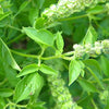 Basil Seeds - Lemon Basil - Ocimum basilicum