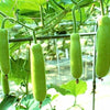 Gaea's Blessing Seeds - Bottle Gourd Seeds - Heirloom Non-GMO Seeds with Easy to Follow Planting Instructions