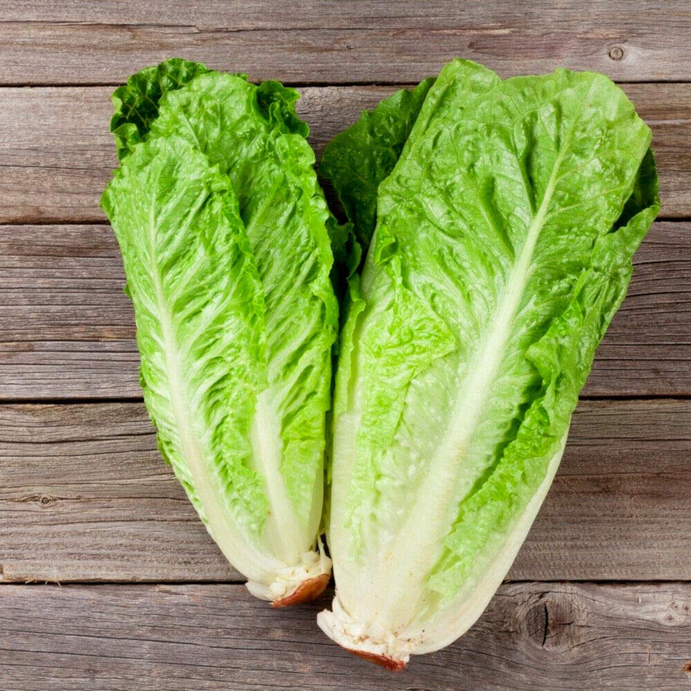 Lettuce Seeds - Romaine - Parris Island Cos - Lactuva sativa