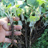 Gaea's Blessing Seeds - Burdock Seeds - Non-GMO Seeds with Easy to Follow Planting Instructions - Open-Pollinated High Yield Heirloom