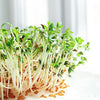 Curled Cress Seeds - Garden Cress - Pepper Cress - Lepidium sativum
