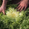 Endive Seeds - Green Curled Ruffec - Cicorium endivia