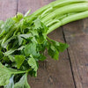 Celery Seeds - Tall Utah 52-70 - Apium graveolens