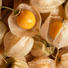 Cape Gooseberry Seeds - Large Fruit - Golden Berry - Ground Cherry -  Physalis peruviana