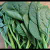 Malabar Spinach Seeds - Basella alba