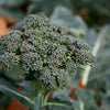 Broccoli Seeds - Waltham 29 - Brassica oleracea