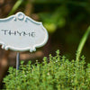 Thyme Seeds - Thymus Vulgaris
