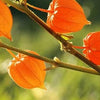 Ashwagandha Seeds - Withania somnifera