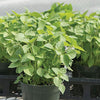 Holy Basil Seeds - Kapoor - Ocimum tenuiflorum/sanctum