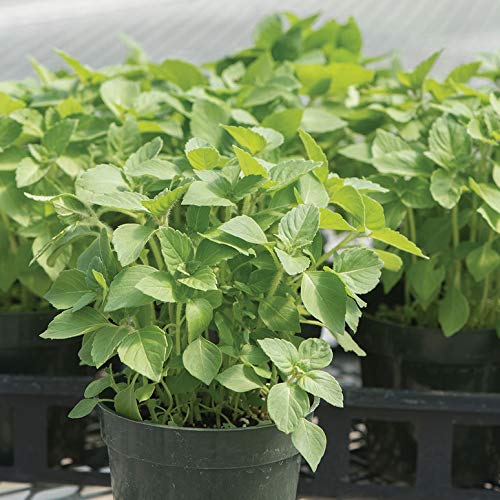 kapoor plant seeds Holy Basil Seeds - Kapoor