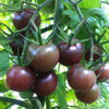 Cherry Tomato Seeds - Black Cherry - Lycopersicon esculentum