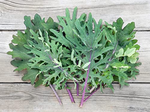 Kale Seeds - Red Russian - Brassica napus var. pabularia