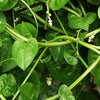 Malabar Spinach Seeds - Basella alba