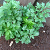 Lovage Seeds - Levisticum officinale