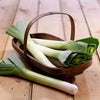 Leek Seeds - American Flag - Allium ampeloprasum