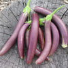 Eggplant Seeds - Long Purple - Solanum melongena
