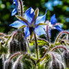 Borage Seeds - Borage officinalis