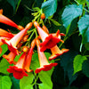 Red Trumpet Vine Seeds - Campsis radicans