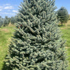 Blue Spruce Tree Seeds - Picea pungens