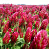 Crimson Clover Seeds - Trifolium incarnatum