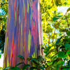 Rainbow Eucalyptus Tree Seeds - Eucalyptus deglupta