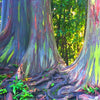 Rainbow Eucalyptus Tree Seeds - Eucalyptus deglupta