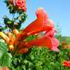 Red Trumpet Vine Seeds - Campsis radicans
