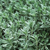 Wormwood Seeds - Artemesia Absinthium - Common Wormwood