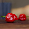 Habanero Pepper Seeds - Capsicum frutescens