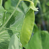 Snow Pea Seeds - Dwarf Sugar Grey - Pisum sativum