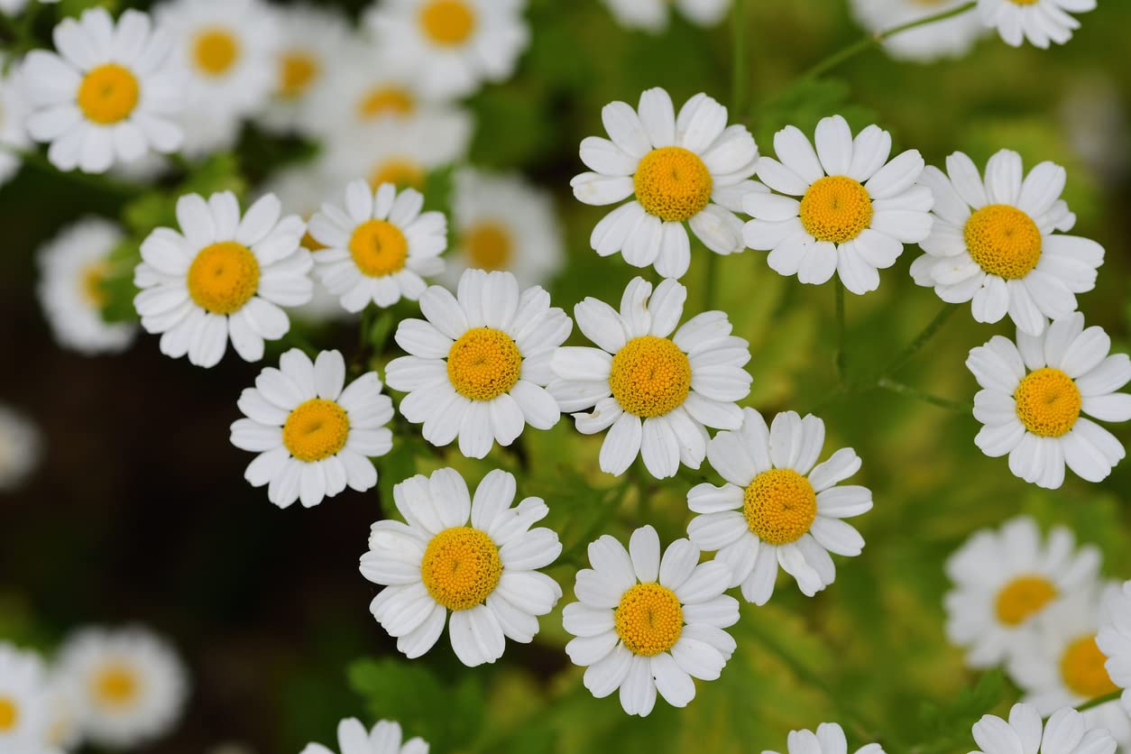 Gaea's Blessing Feverfew Seeds