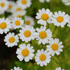 Feverfew Seeds - Tanacetum parthenium