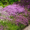 Creeping Thyme Seeds - Thymus serpyllum