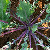 Kale Seeds - Red Russian - Brassica napus var. pabularia